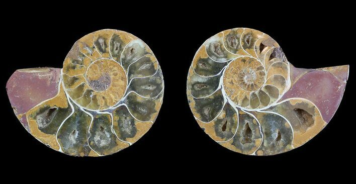Cut & Polished, Agatized Ammonite Fossil - Jurassic #53844